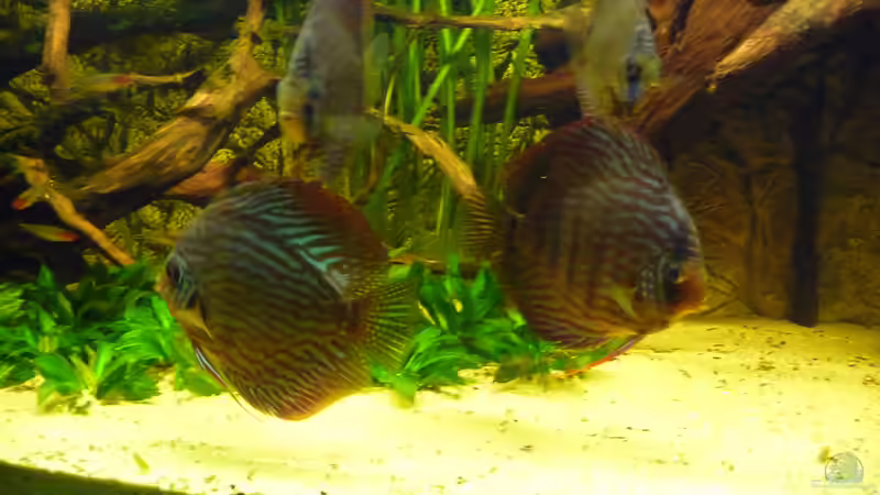 Besatz im Aquarium Lago Pampo (aufgelöst) von carkl (31)