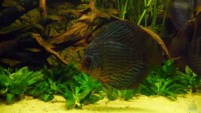 Besatz im Aquarium Lago Pampo (aufgelöst) von carkl (32)