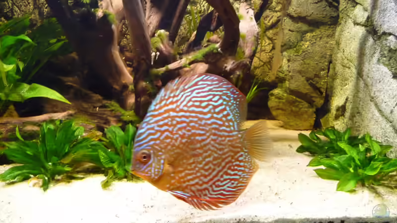 Besatz im Aquarium Lago Pampo (aufgelöst) von carkl (33)