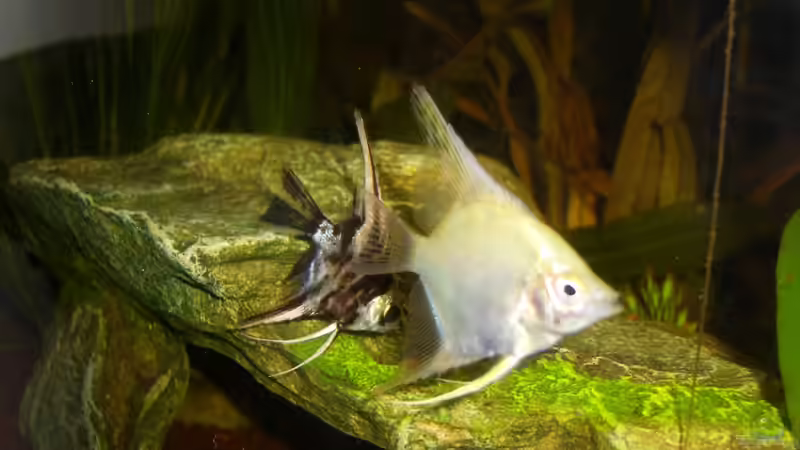 Besatz im Aquarium Laguna Conococha von Matze M. (13)