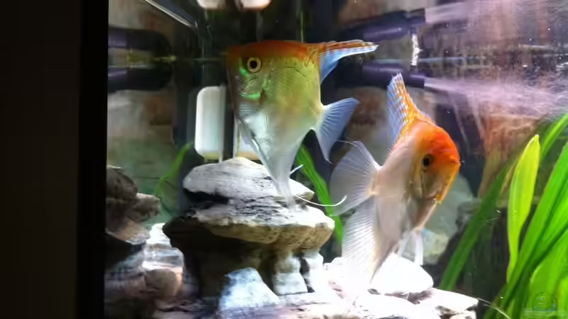 Besatz im Aquarium Laguna Conococha von Matze M. (14)