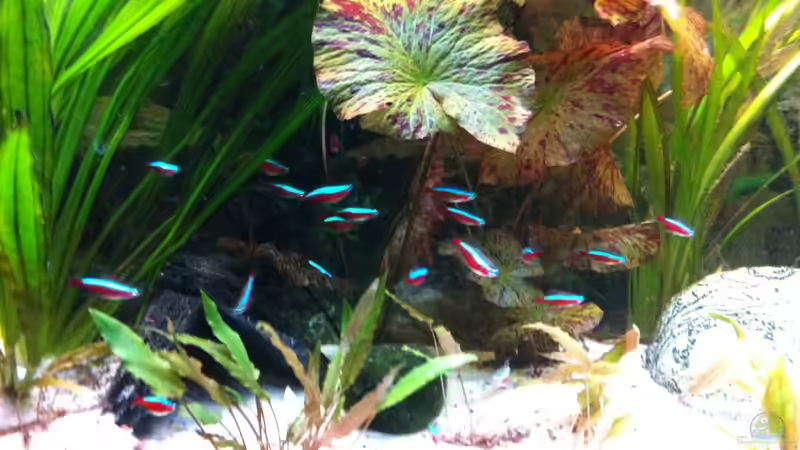 Besatz im Aquarium Laguna Conococha von Matze M. (15)