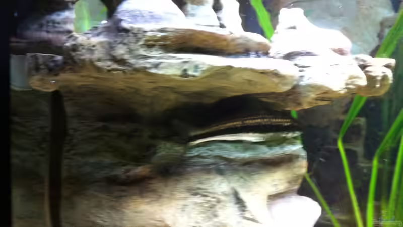 Besatz im Aquarium Laguna Conococha von Matze M. (16)