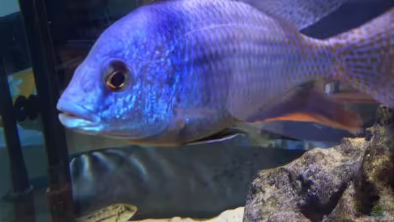 Besatz im Aquarium LaikMe Tank von LaikMe (15)