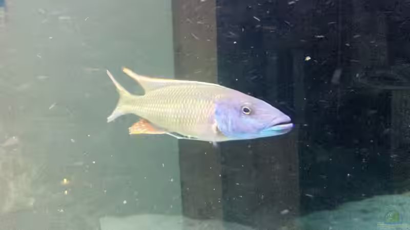 Besatz im Aquarium LaikMe Tank von LaikMe (18)