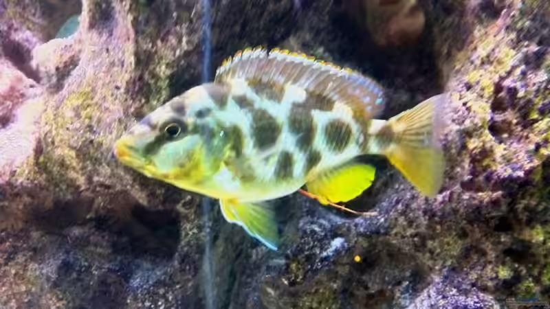 Besatz im Aquarium LaikMe Tank von LaikMe (22)