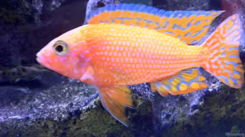 Besatz im Aquarium LaikMe Tank von LaikMe (24)