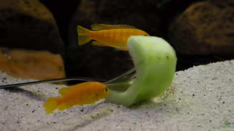 Besatz im Aquarium Lampes Malawisee - Saulosi Artenbecken von Hr.Lampe (31)