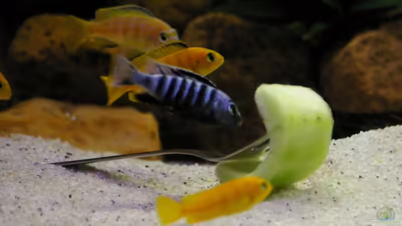 Besatz im Aquarium Lampes Malawisee - Saulosi Artenbecken von Hr.Lampe (32)