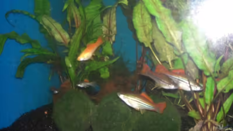 Besatz im Aquarium Landschaftsaquarium von DerNürnberger (8)