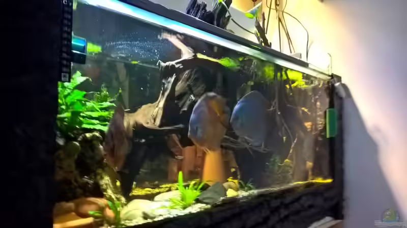 Besatz im Aquarium Lars 300l 1. von Lars 300l 1. (26)