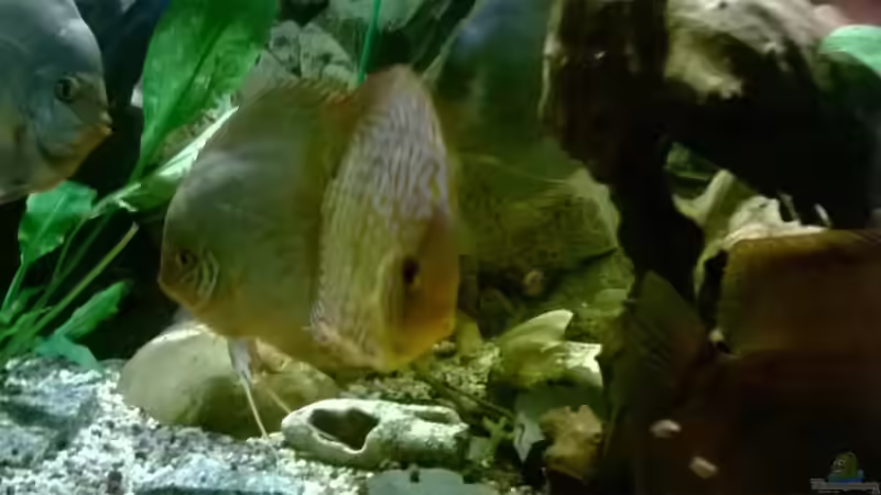 Besatz im Aquarium Lars 900l von Lars 300l 1. (20)