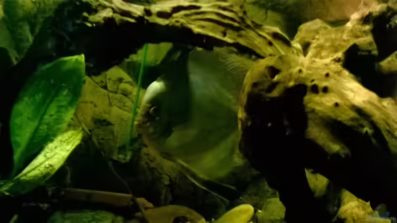 Besatz im Aquarium Lars 900l von Lars 300l 1. (21)