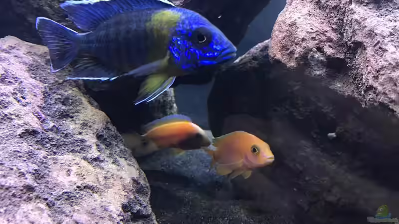 Besatz im Aquarium Lavabruch von Gartenfuxx (14)