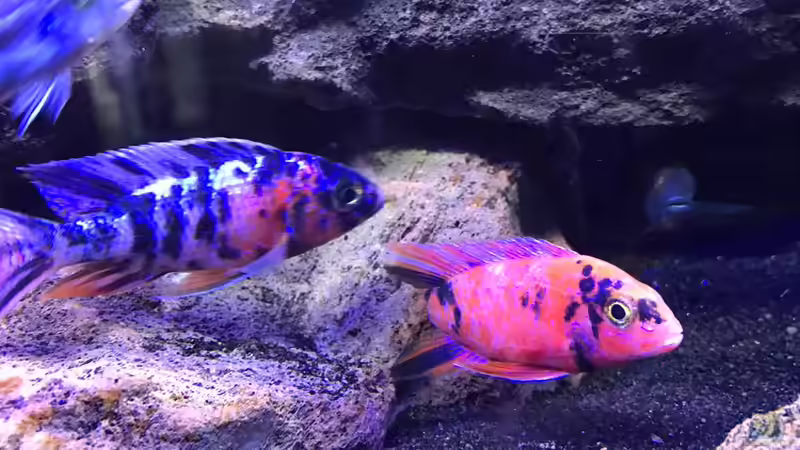 Besatz im Aquarium Lavabruch von Gartenfuxx (15)