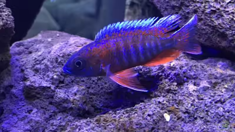 Besatz im Aquarium Lavabruch von Gartenfuxx (17)