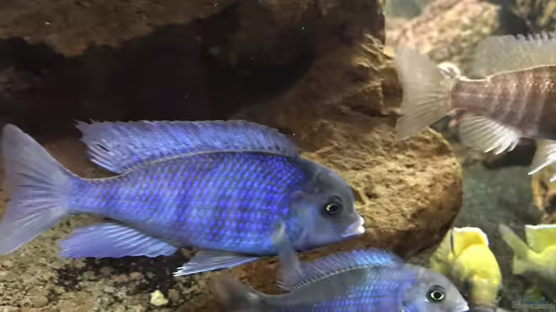 Besatz im Aquarium Lavabruch von Gartenfuxx (19)