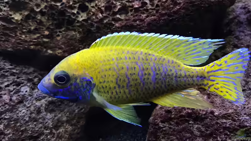 Besatz im Aquarium Lavabruch von Gartenfuxx (21)