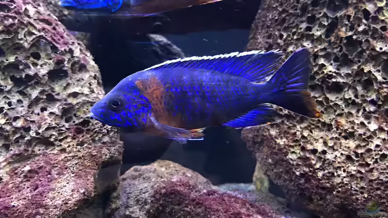 Besatz im Aquarium Lavabruch von Gartenfuxx (23)