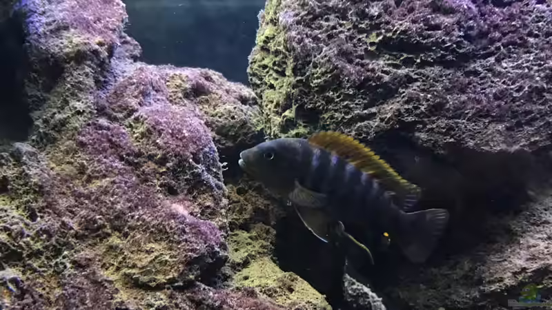 Besatz im Aquarium Lavabruch von Gartenfuxx (25)