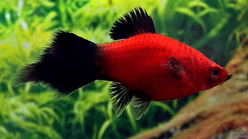 Besatz im Aquarium Lavadschungel von brimar67 (31)