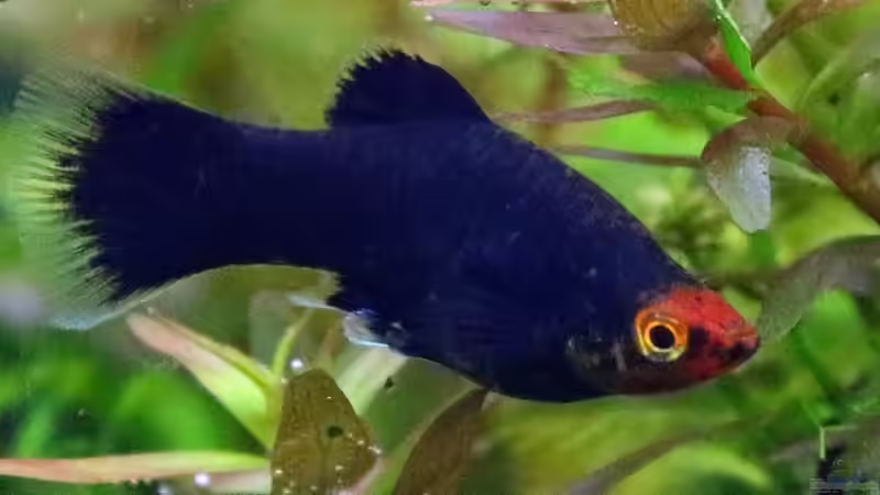 Besatz im Aquarium Lavadschungel von brimar67 (32)