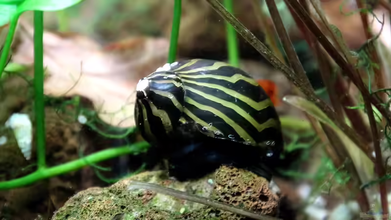 Besatz im Aquarium Lavadschungel von brimar67 (33)