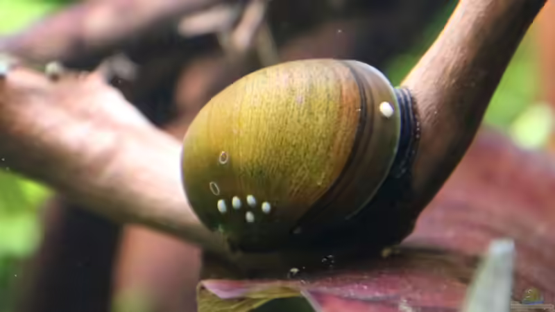 Besatz im Aquarium Lavadschungel von brimar67 (34)