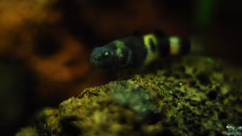 Besatz im Aquarium Lavanano von TimTamTellerlein (19)