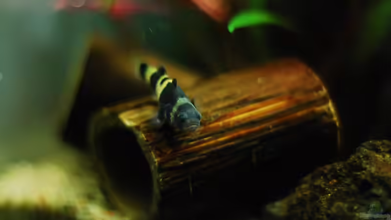 Besatz im Aquarium Lavanano von TimTamTellerlein (20)