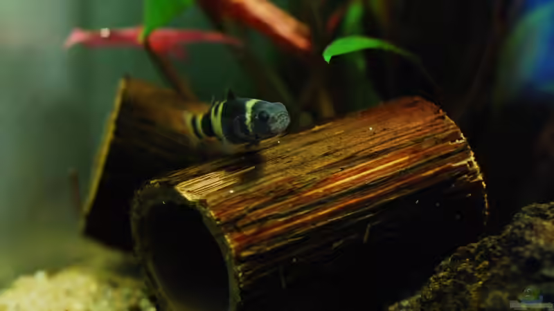 Besatz im Aquarium Lavanano von TimTamTellerlein (21)