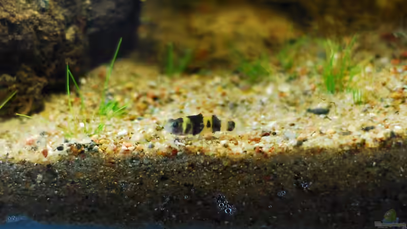 Besatz im Aquarium Lavanano von TimTamTellerlein (27)