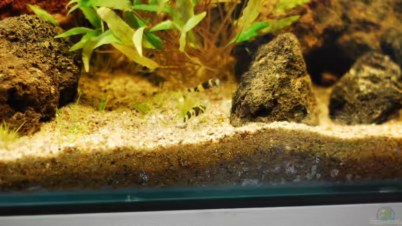 Besatz im Aquarium Lavanano von TimTamTellerlein (28)