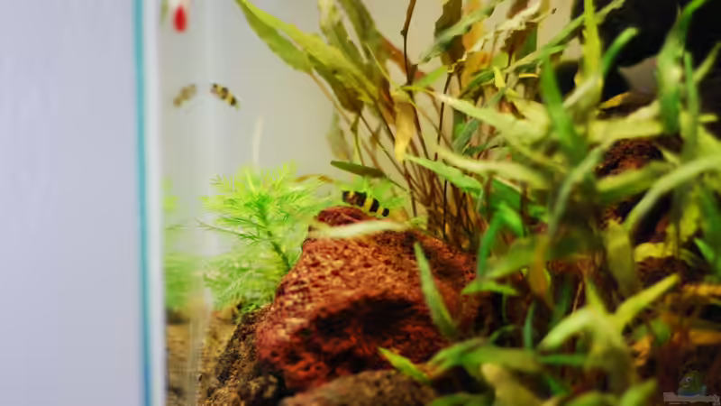 Besatz im Aquarium Lavanano von TimTamTellerlein (30)