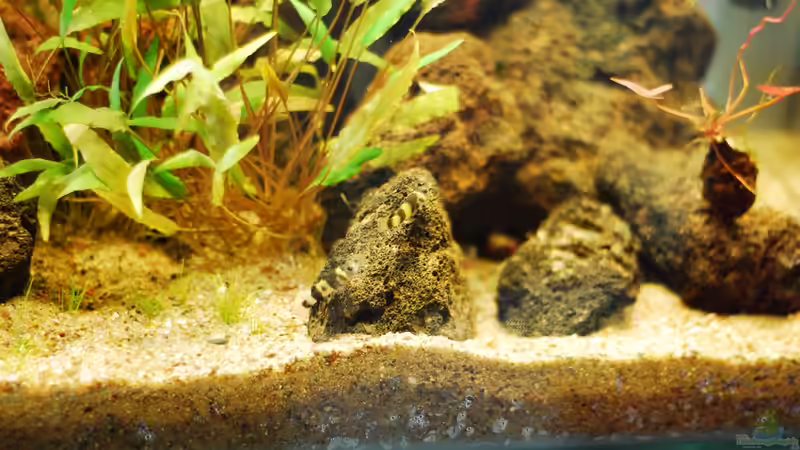 Besatz im Aquarium Lavanano von TimTamTellerlein (31)