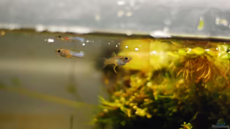 Besatz im Aquarium Lavanano von TimTamTellerlein (36)