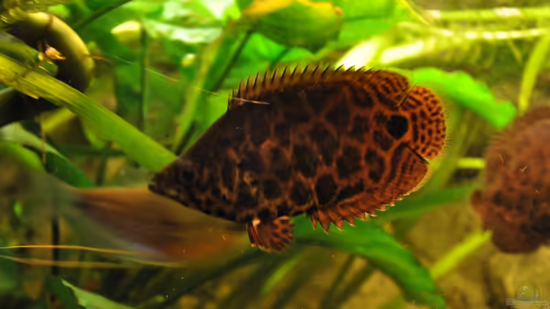 Besatz im Aquarium Leopard Buschfisch Becken von Der Buschfisch (28)