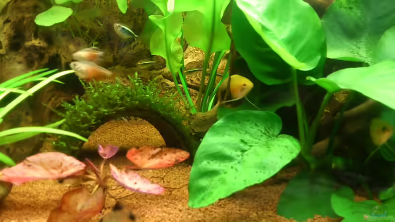 Besatz im Aquarium Lido 120 - nur noch als Beispiel von schroepse (10)