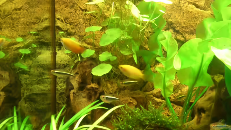 Besatz im Aquarium Lido 120 - nur noch als Beispiel von schroepse (12)