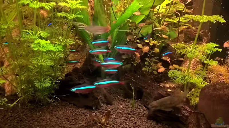 Besatz im Aquarium Lido 120 Amazonasgesellschaftsbecken von juweler4567 (10)