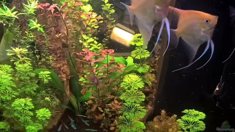 Besatz im Aquarium Lido 120 Amazonasgesellschaftsbecken von juweler4567 (11)