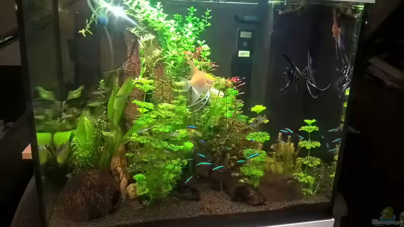 Besatz im Aquarium Lido 120 Amazonasgesellschaftsbecken von juweler4567 (12)
