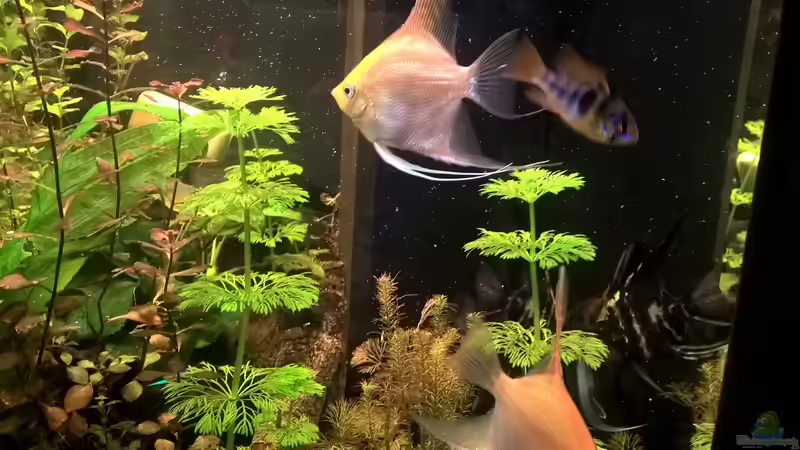 Besatz im Aquarium Lido 120 Amazonasgesellschaftsbecken von juweler4567 (9)