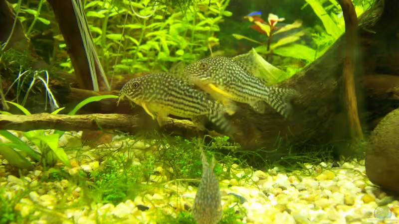 Besatz im Aquarium Lido 120 von mucki (9)