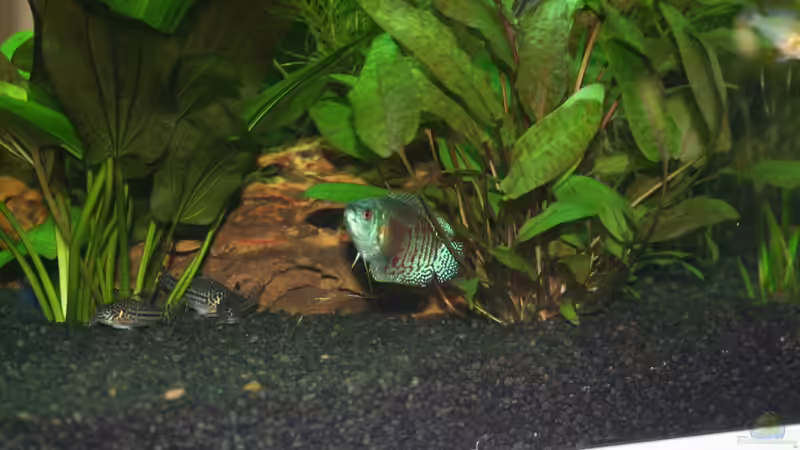 Besatz im Aquarium Lido 120 von Nils Blümle (10)