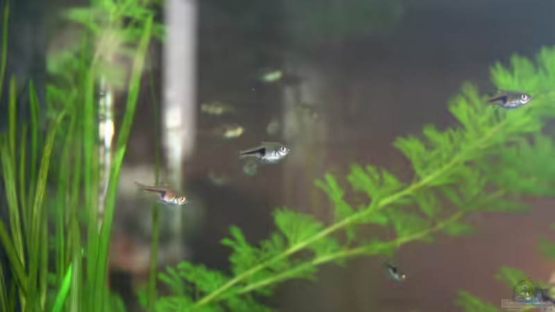 Besatz im Aquarium Lido 120 von Nils Blümle (17)