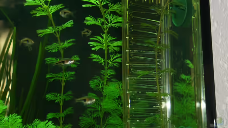 Besatz im Aquarium Lido 120 von Nils Blümle (18)