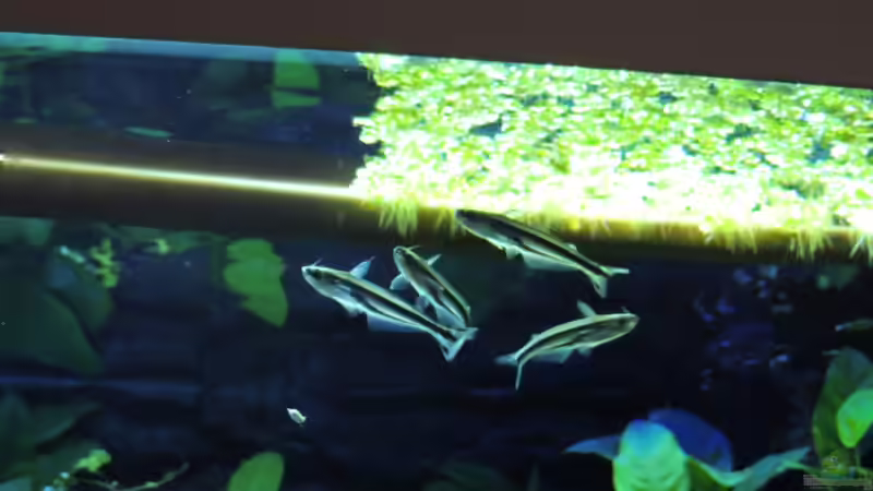 Besatz im Aquarium Lido 200 von K.S. (16)