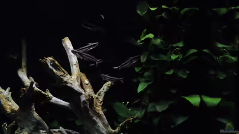 Besatz im Aquarium Lido 200 von K.S. (17)