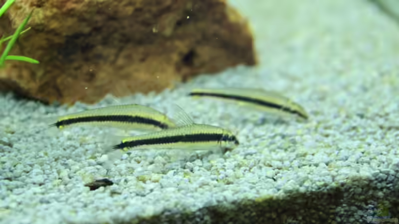 Besatz im Aquarium Lido 200 von spektukal (23)